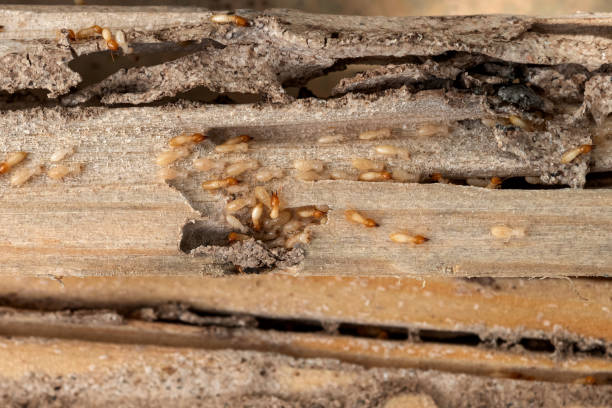 Best Affordable Pest Control Services  in De Soto, KS